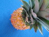 Pineapple 1