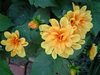 Chrysanthemum