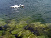 Stones and Swan