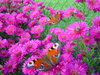 bold coloured flowers and butt