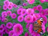 bold coloured flowers and butt