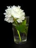 Peony 3
