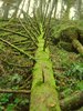 dead tree