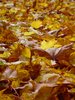 Autumn leaves 2
