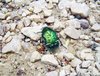 Beetle 1