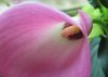 Pink calla