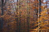 Autumn Forest