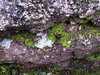 rockery garden