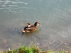ducks in a pond