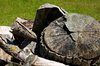Tree stumps