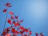 red leaves