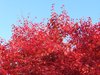 red leaves