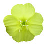 Yellow flower