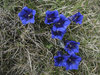 Trumpet gentians