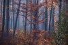 Autumn Mist