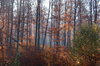Autumn Mist
