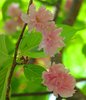 Pink delight