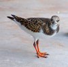 Bird for Lunch