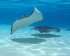 Grand Cayman