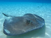 Grand Cayman stingray