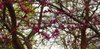 Trees Budding