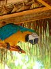 Grand Cayman parrot