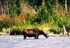 Springtime and Moose in Maine