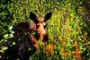 Moose at a water hole 5