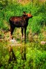 Moose at a water hole 1