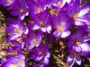 Splash of Purples