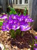 Splash of Purples