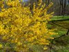Forsythia Golden on a Sunny Da
