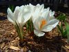 White Crocus