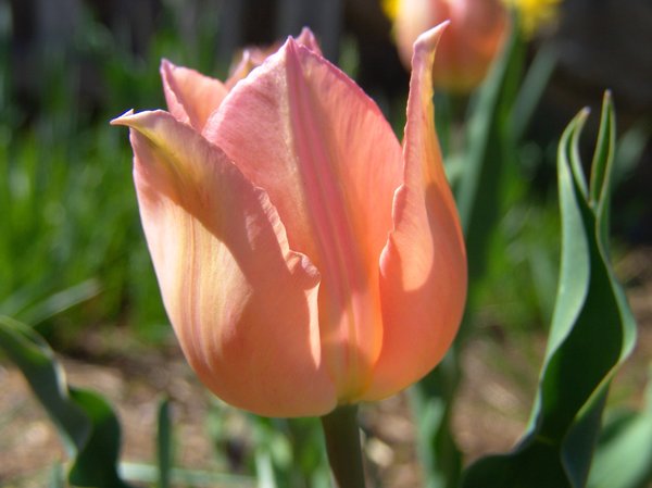 Tulips in Peach: Tulips in the color of peach in our garden, enjoy.