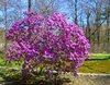 Azalea bush
