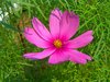 A Happy Cosmos