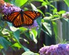 Summer Flutter