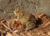Toad Frog