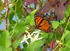 Flutters of Fall
