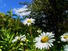 Carefree daisy flowers smiling