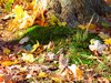 Changing Seasons