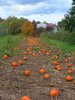 Pumpkin Time