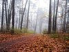 misty autumn