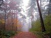 misty forest