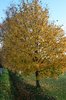 Autumn shades