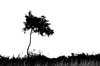 oak