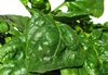 spinach