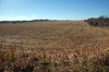 Farm Field