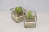 Cactus candles