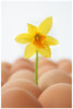 easter athmosphere. 2